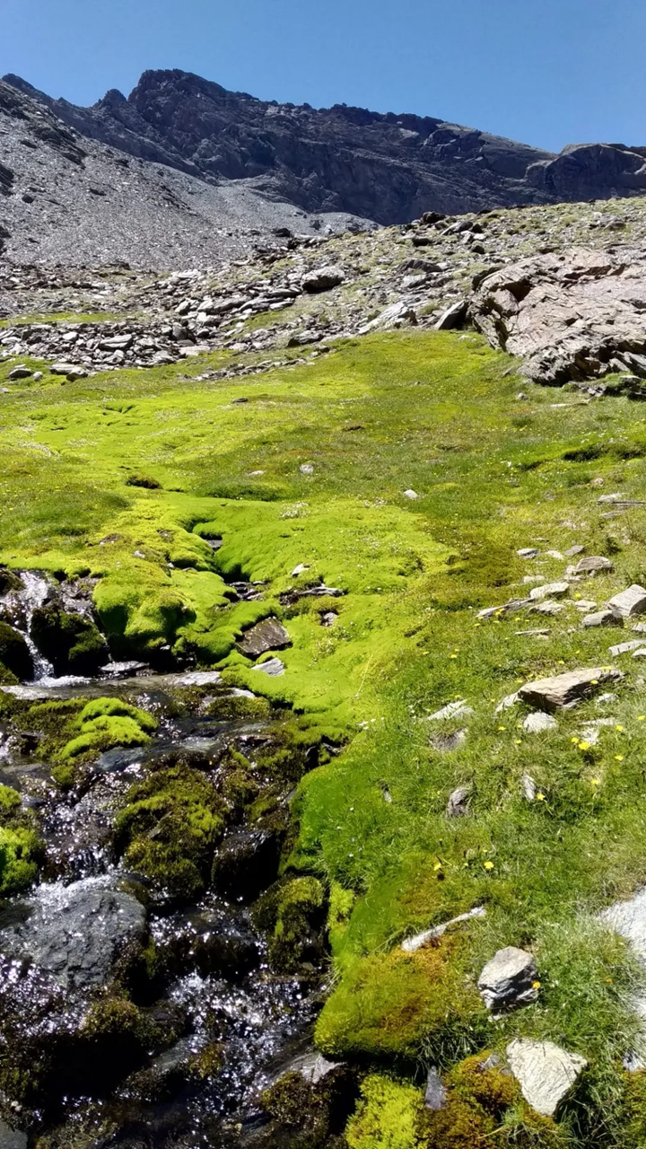 Aparece una imagen que muestra una corriente de agua clara deslizándose entre musgo verde y piedras grises. Al fondo, se ven montañas rocosas bajo un cielo azul sin nubes.