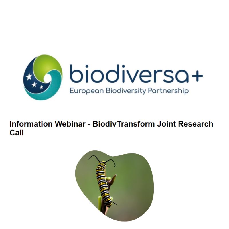Cartel | Webinario informativo | Convocatoria Biodiversa+ 2024 | 24 septiembre 2024 Aparece una imagen sobre un fondo blanco en el que se aprecia el nombre de la convocatoria y una pequeña foto sobre un insecto en una hoja (posiblemente una oruga)