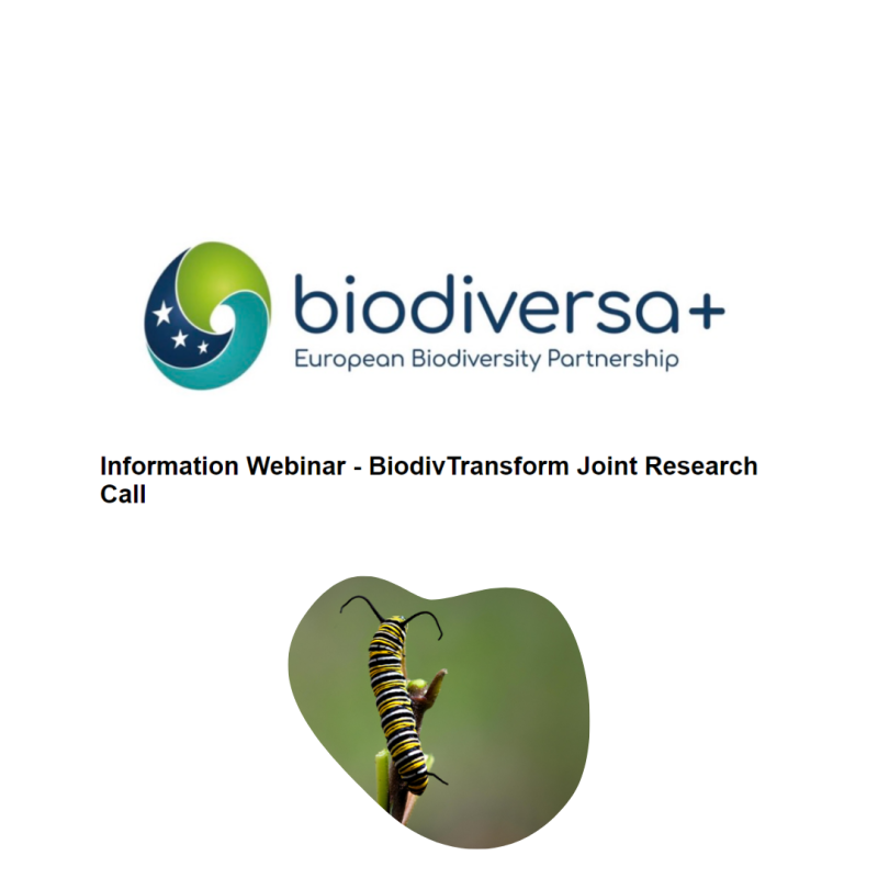 Cartel | Webinario informativo | Convocatoria Biodiversa+ 2024 | 24 septiembre 2024 Aparece una imagen sobre un fondo blanco en el que se aprecia el nombre de la convocatoria y una pequeña foto sobre un insecto en una hoja (posiblemente una oruga)